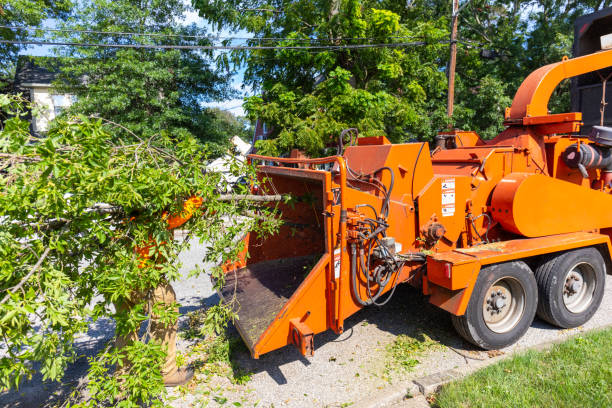 Best Affordable Tree Service  in St Joseph, MN